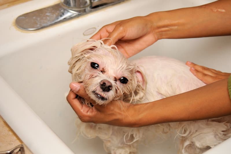 Perro cuidado en la peluquería Bigotes con Estilo